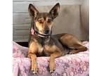 Adopt Bethany a Brown/Chocolate Miniature Pinscher / Mixed dog in Walnut Creek