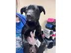 Adopt Tucker 123475 a Black Labrador Retriever dog in Joplin, MO (41249945)