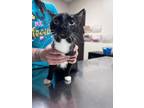 Adopt Nike a All Black Domestic Shorthair / Domestic Shorthair / Mixed cat in