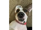 Adopt Daisy a Brindle - with White Coonhound (Unknown Type) / Mixed dog in