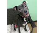 Adopt Pelican a Merle American Staffordshire Terrier / Mixed Breed (Medium) /