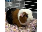 Adopt Houdini *Bonded With Scar* a Guinea Pig small animal in Sheboygan