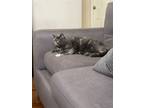 Adopt Mulligan a Gray or Blue (Mostly) Domestic Mediumhair / Mixed (medium coat)