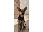 Adopt Bindi a Mixed Breed (Medium) / Mixed dog in Thousand Oaks, CA (41249852)