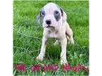Adopt The Grand Nagas a White - with Gray or Silver American Pit Bull Terrier /