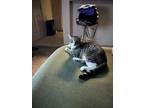 Adopt Kittee a Brown Tabby Domestic Shorthair / Mixed (medium coat) cat in