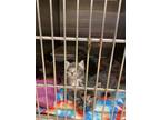 Adopt Delta TCR14/15 4-17-24 a Gray, Blue or Silver Tabby Domestic Shorthair /