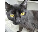 Adopt Wilkens a All Black Domestic Mediumhair / Domestic Shorthair / Mixed cat