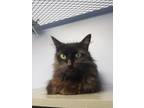 Adopt Sleeping Bag a All Black Domestic Mediumhair / Domestic Shorthair / Mixed