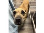 Adopt Ethel a Tan/Yellow/Fawn Mixed Breed (Large) / Mixed dog in Covington