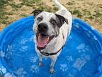 Adopt Pluto a Gray/Blue/Silver/Salt & Pepper Australian Cattle Dog / Mixed dog