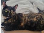 Adopt Katie a Tortoiseshell Calico / Mixed (short coat) cat in Northumberland