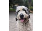 Adopt Ziggy a White - with Black St. Bernard / Poodle (Standard) / Mixed dog in