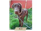 Adopt Rex a Brown/Chocolate Labrador Retriever / Mixed dog in Joplin
