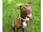 Adopt Phil a Brown/Chocolate American Pit Bull Terrier / Mixed dog in Newport