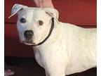 Adopt Rory a White - with Black Staffordshire Bull Terrier / Mixed dog in North