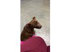 Adopt Valentime a Brown/Chocolate Mutt / American Pit Bull Terrier / Mixed dog