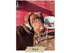 Adopt Max a Brown/Chocolate Labrador Retriever / Mixed dog in Joplin