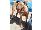 Adopt Charlie a Red/Golden/Orange/Chestnut Labrador Retriever dog in Kingman