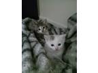 Adopt Tiger and Snowy (brothers) a Tiger Striped Domestic Shorthair / Mixed
