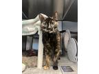 Adopt BeeBee a All Black Domestic Shorthair / Domestic Shorthair / Mixed cat in