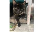 Adopt Shimmer a All Black Domestic Shorthair / Domestic Shorthair / Mixed cat in