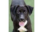 Adopt Robert a Black Labrador Retriever / Mixed Breed (Medium) / Mixed (short
