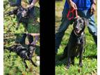 Adopt Mariposa a Black Labrador Retriever / Mixed Breed (Medium) / Mixed (short