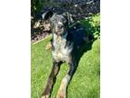 Adopt Jordan a Black Australian Kelpie / Mixed dog in Red Bluff, CA (41083614)