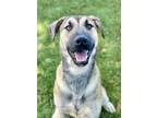 Adopt Nero a Red/Golden/Orange/Chestnut Shepherd (Unknown Type) / Mixed dog in