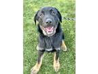 Adopt Tatum a Black Shepherd (Unknown Type) / Labrador Retriever / Mixed dog in