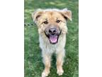 Adopt Kato a Tan/Yellow/Fawn Anatolian Shepherd / Great Pyrenees / Mixed dog in