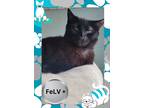 Adopt Flop a All Black Domestic Shorthair / Domestic Shorthair / Mixed cat in