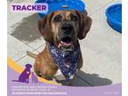 Adopt Tracker a White Coonhound / Mixed Breed (Medium) / Mixed (short coat) dog