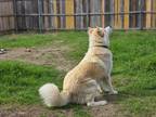 Adopt Bella a Tan/Yellow/Fawn - with White Great Pyrenees / Husky / Mixed dog in