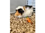 Adopt Cali a Black Guinea Pig / Guinea Pig / Mixed small animal in New Bern