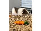 Adopt CiCi a White Guinea Pig / Guinea Pig / Mixed small animal in New Bern
