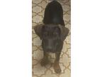 Adopt Winston a Black - with Tan, Yellow or Fawn Xoloitzcuintle/Mexican Hairless