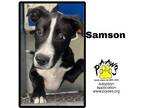 Adopt Samson a Black American Pit Bull Terrier / Mixed Breed (Medium) / Mixed