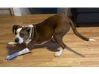 Adopt Colonel a Brown/Chocolate - with White Boxer / Hound (Unknown Type) /