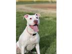 Adopt Astrid a White American Pit Bull Terrier / Mixed dog in Scottsburg