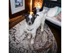Adopt Butters a White - with Black Rat Terrier / Australian Cattle Dog / Mixed