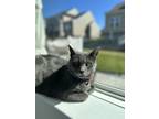 Adopt Lana a Gray or Blue Domestic Shorthair / Mixed (short coat) cat in