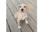 Adopt Kalina a Tan/Yellow/Fawn Labrador Retriever / Terrier (Unknown Type