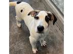 Adopt Zed a Mixed Breed (Medium) / Mixed dog in Rancho Santa Fe, CA (41248657)