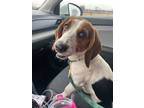 Adopt Cookie a Tricolor (Tan/Brown & Black & White) Basset Hound / Mixed dog in