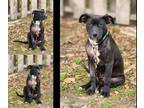 Adopt Ellie a Black American Pit Bull Terrier / Mixed Breed (Medium) / Mixed