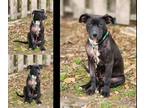 Adopt Ellie a Black American Pit Bull Terrier / Mixed dog in St.