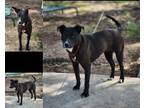 Adopt Robin a Black American Pit Bull Terrier / Mixed Breed (Medium) / Mixed