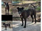 Adopt Robin a Black American Pit Bull Terrier / Mixed dog in St.